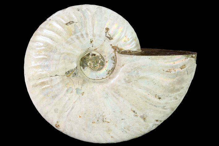 Silver Iridescent Ammonite (Cleoniceras) Fossil - Madagascar #146332